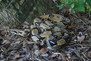 photo: USGS- Boa Constrictor