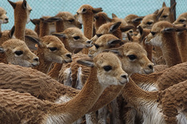 Vicunas Associated Press
