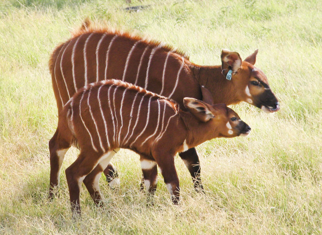 RS26453_bongo calf 11