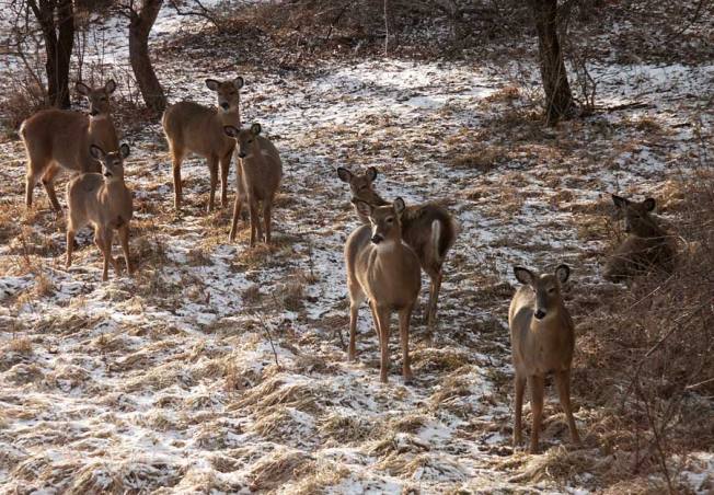Deer-herd-web-2-26-06