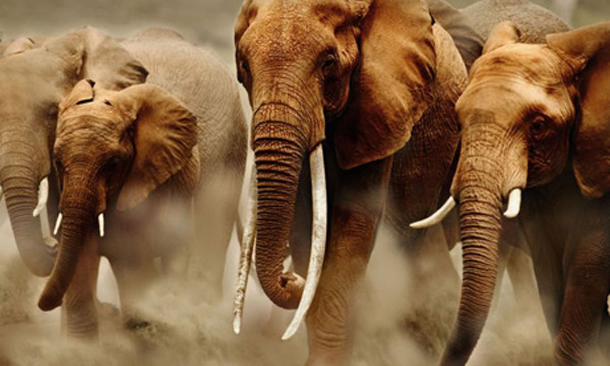 elephant-poaching-sms1