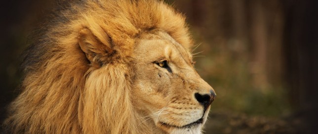 lion